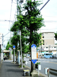 団地中央バス停と銀杏並木